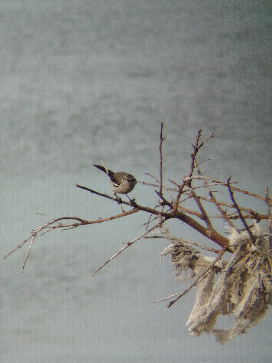 White-banded Mockingbird - ML643308561