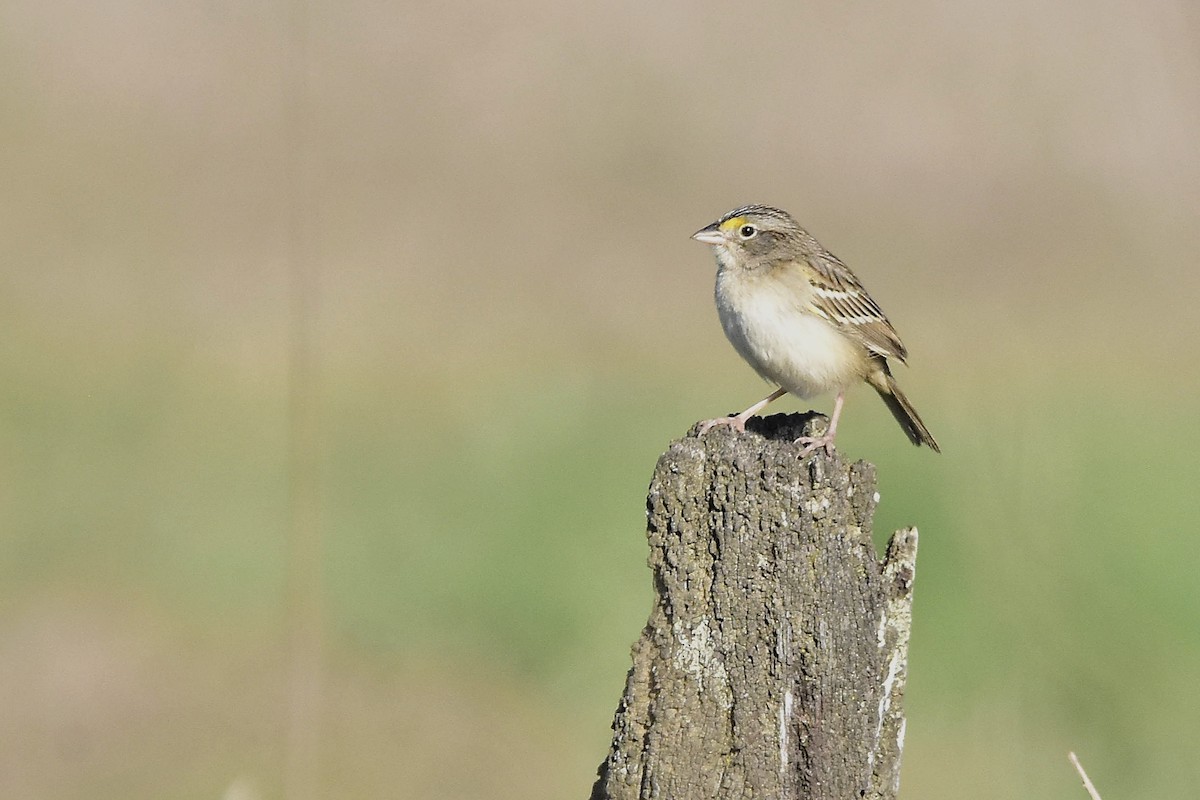 Grassland Sparrow - ML643308563