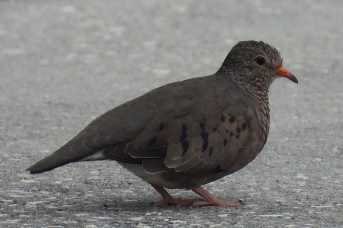 Common Ground Dove - ML643308565