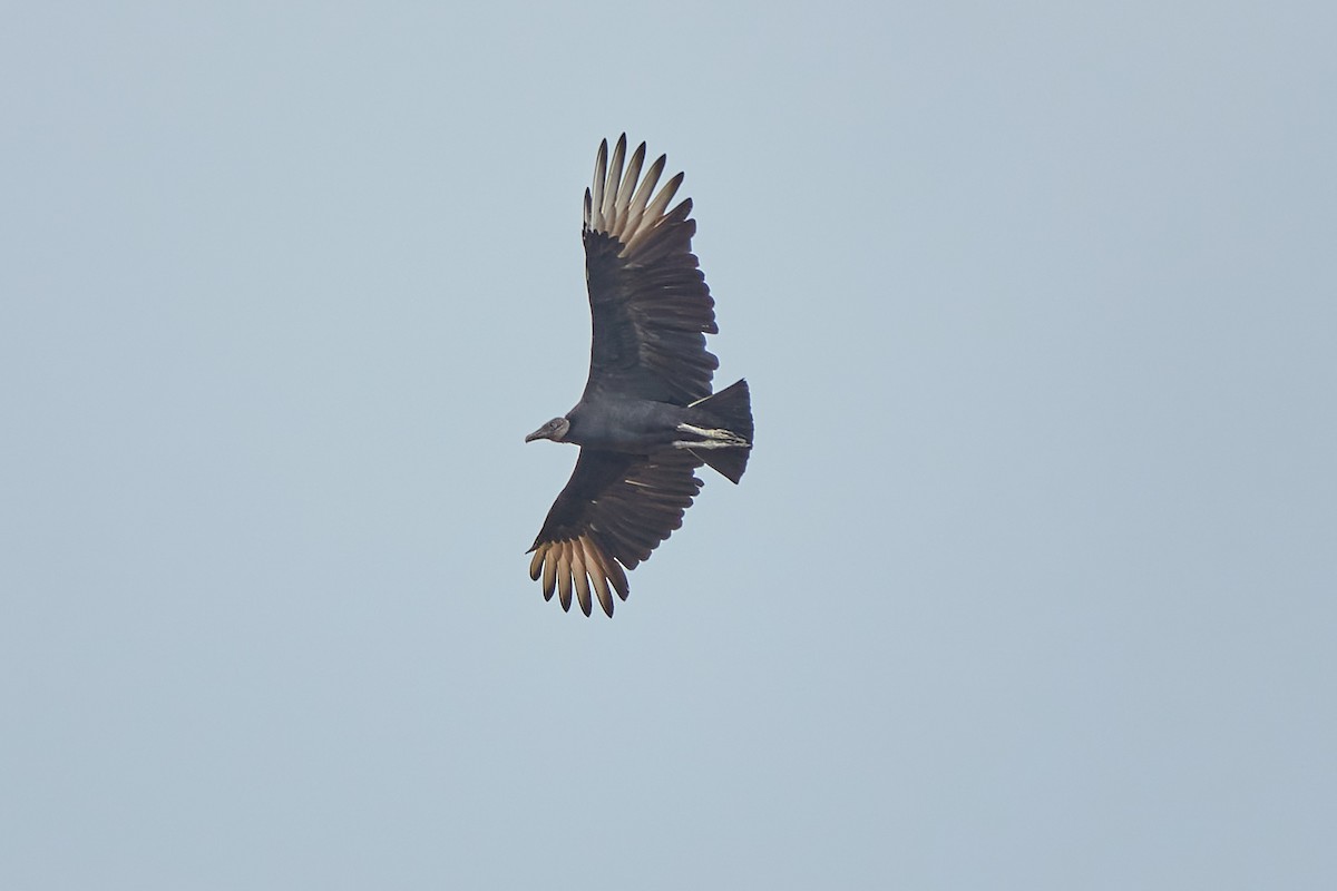 Black Vulture - ML643308568