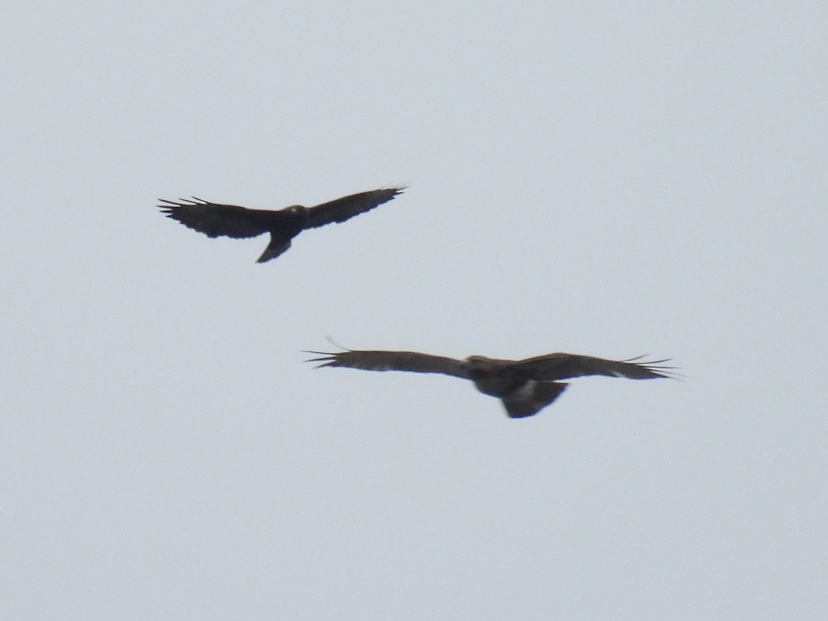 Short-tailed Hawk - ML643308575