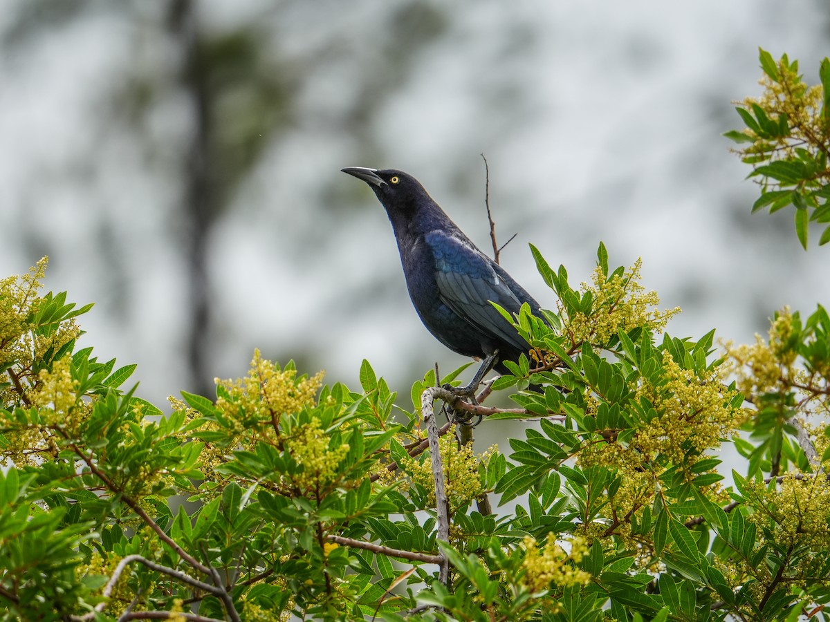 Great-tailed Grackle - ML643308583