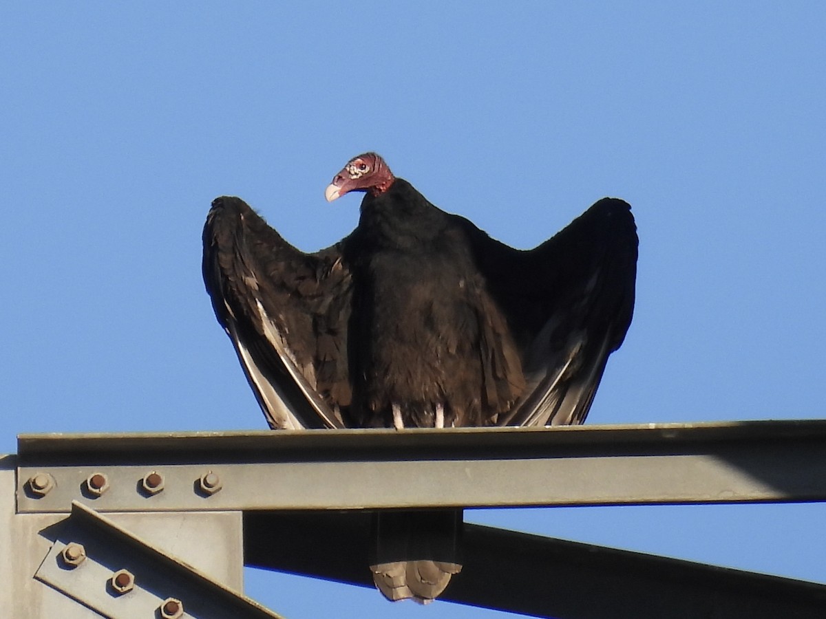 Turkey Vulture - ML643308586
