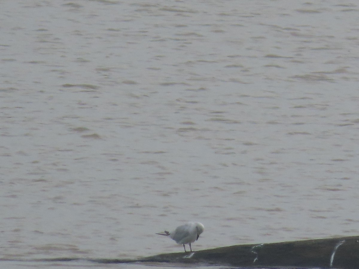 Laughing Gull - ML643308597