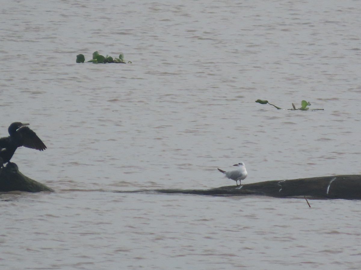 Neotropic Cormorant - ML643308599