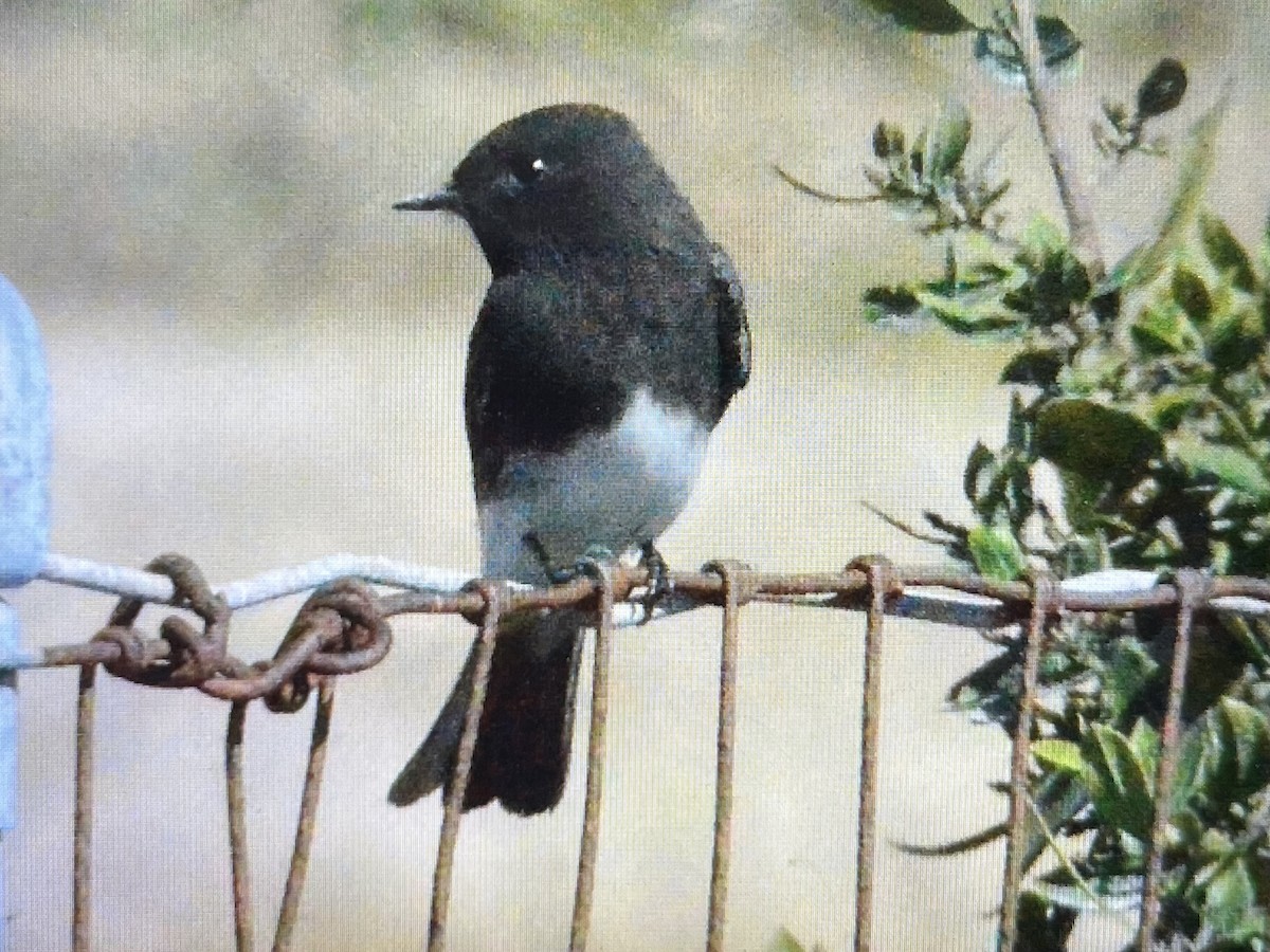 Black Phoebe - ML643308621