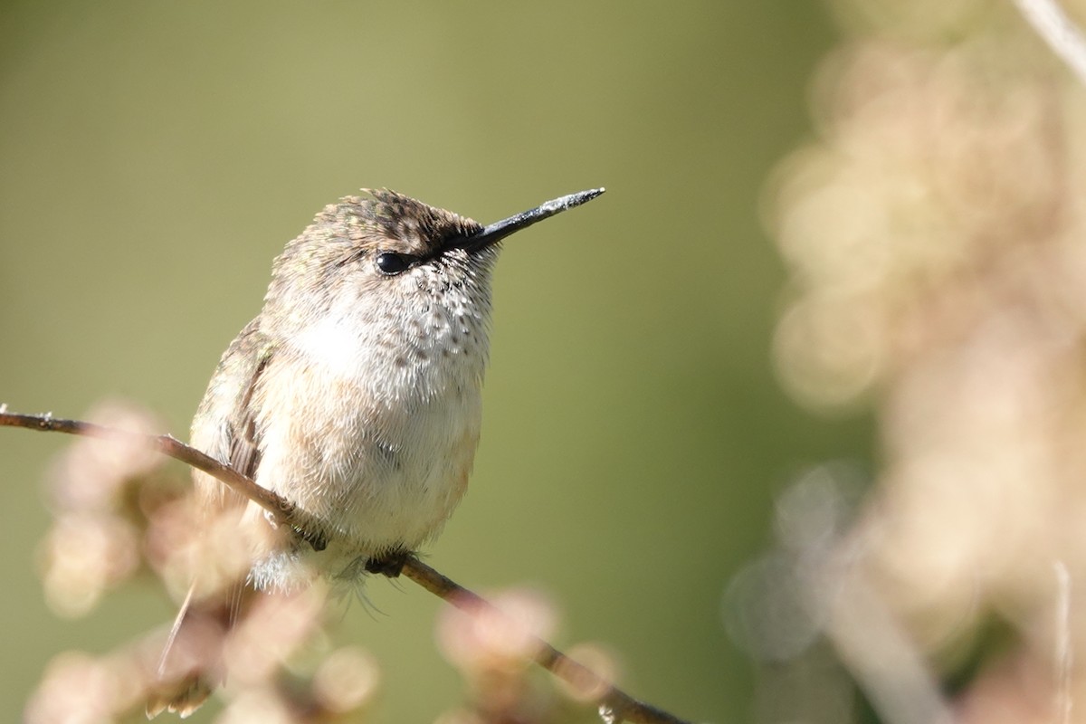 Bumblebee Hummingbird - ML643308623