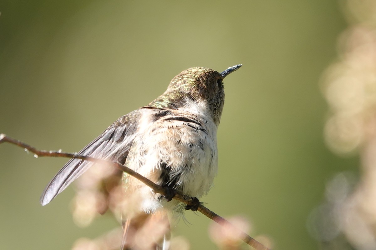 Bumblebee Hummingbird - ML643308624