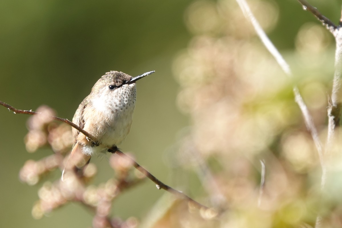 Bumblebee Hummingbird - ML643308625
