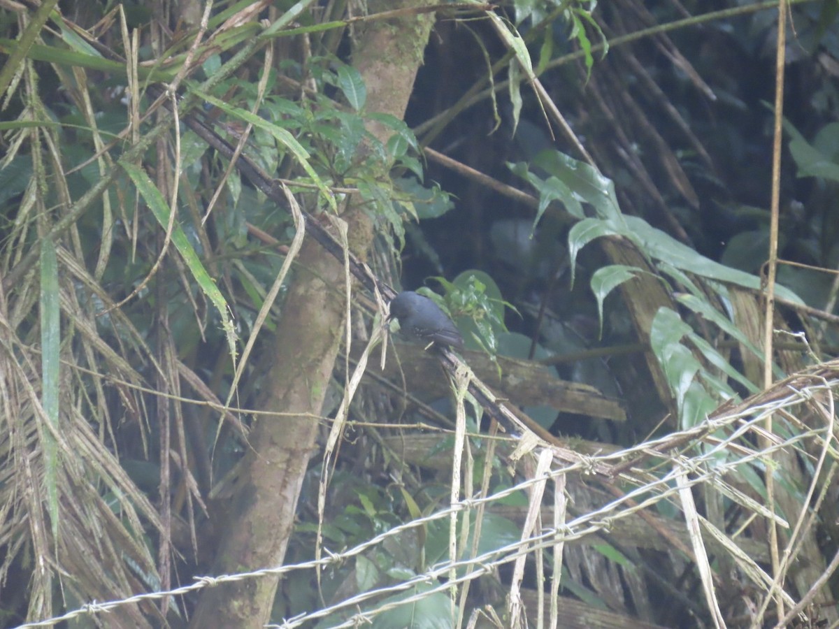 Slaty Antwren - ML643308678