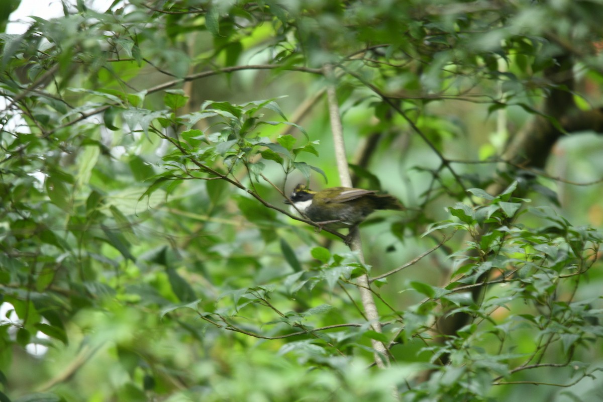 Green-striped Brushfinch - ML643308696