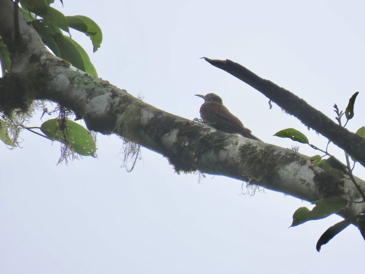 Montane Woodcreeper - ML643308698