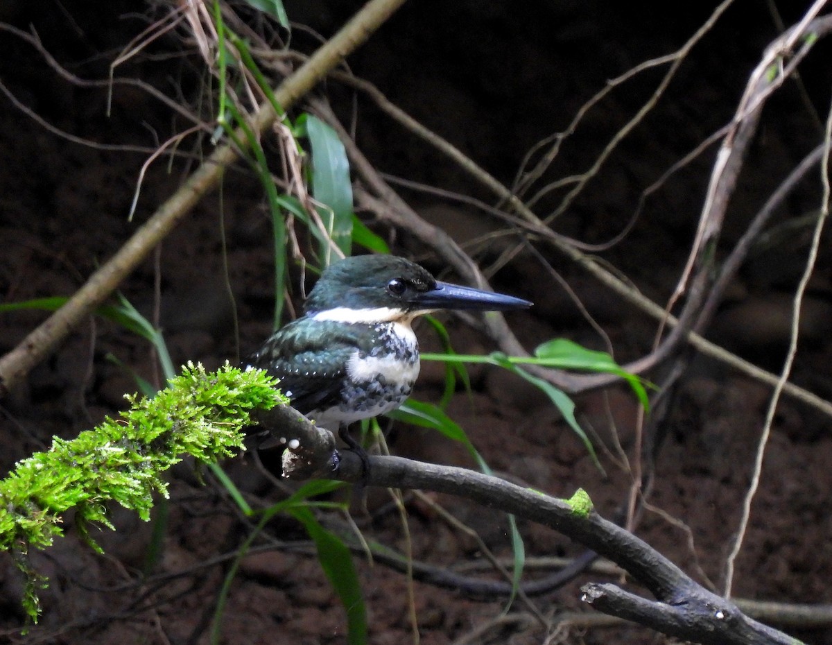 Green Kingfisher - ML643308729
