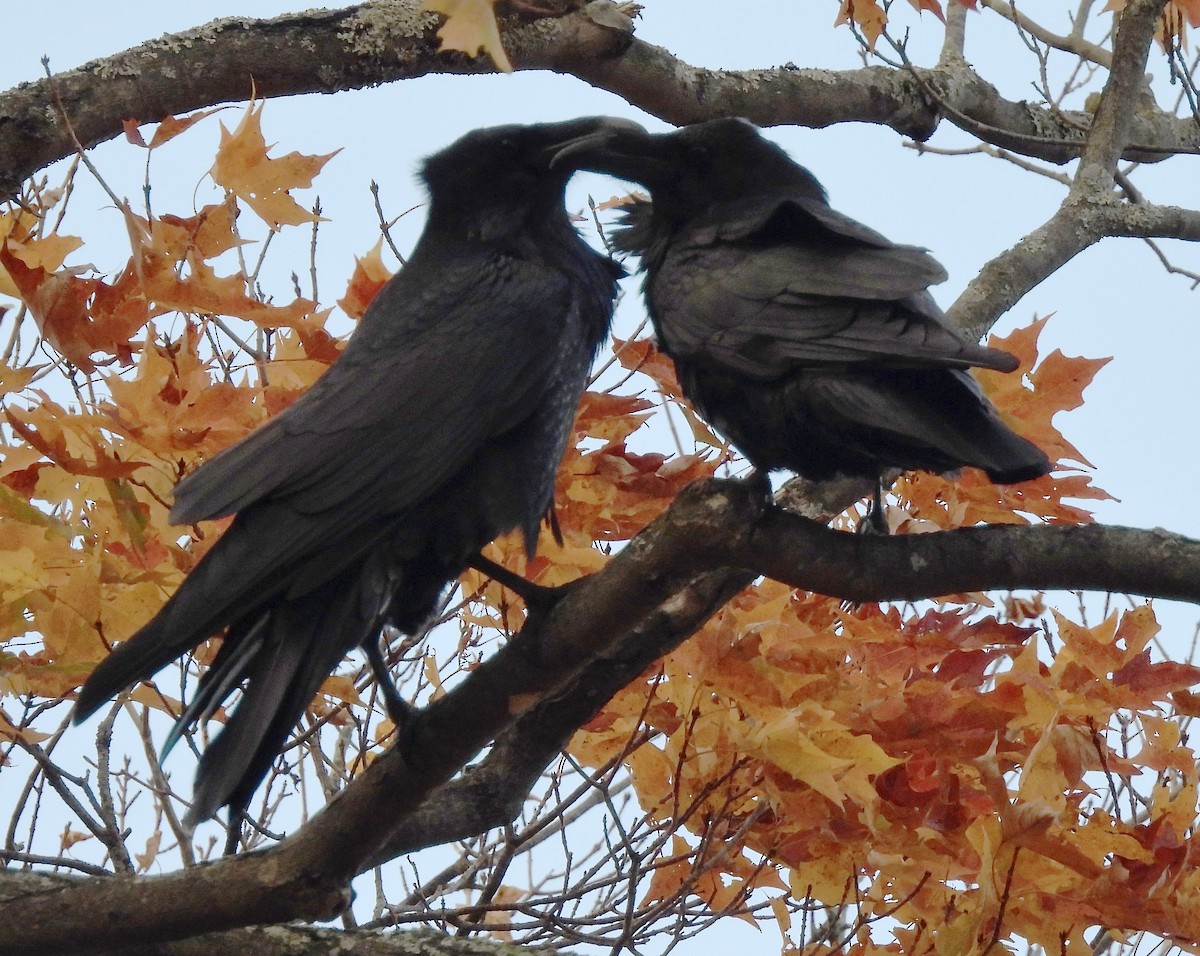 Common Raven - ML643308773