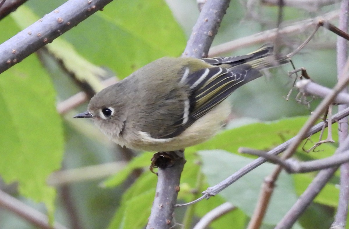 Ruby-crowned Kinglet - ML643308792
