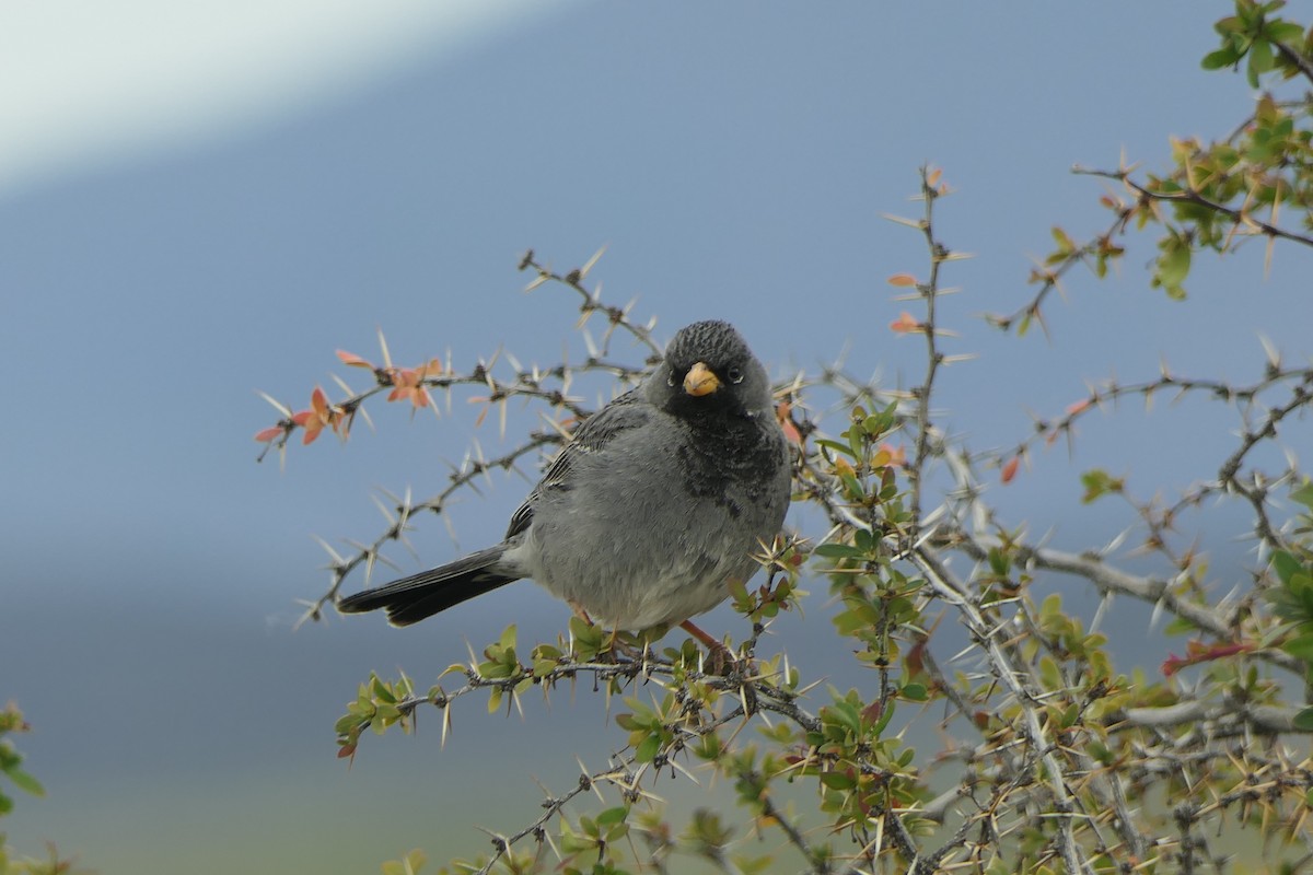 Mourning Sierra Finch - ML643308821