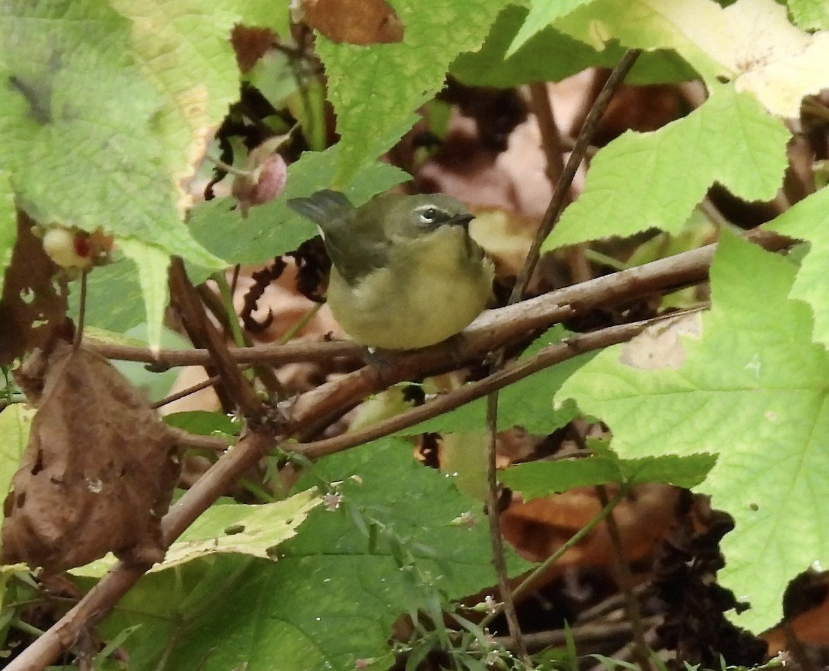 Black-throated Blue Warbler - ML643308831