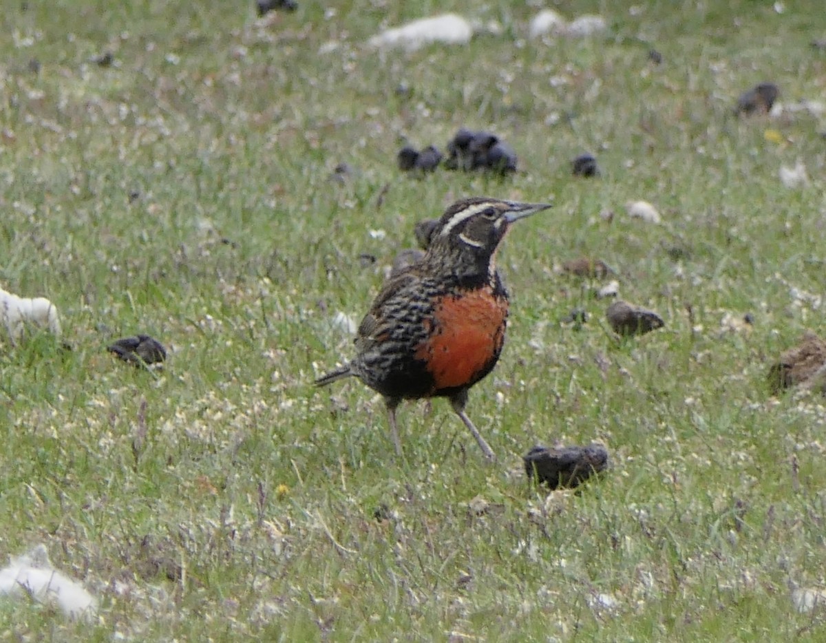 Long-tailed Meadowlark - ML643308842