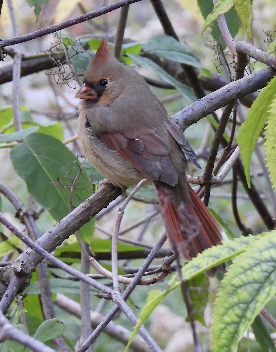 Northern Cardinal - ML643308866
