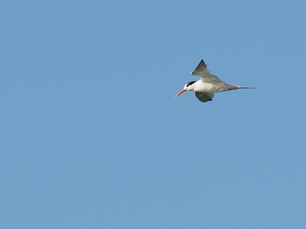 Elegant Tern - ML643308891