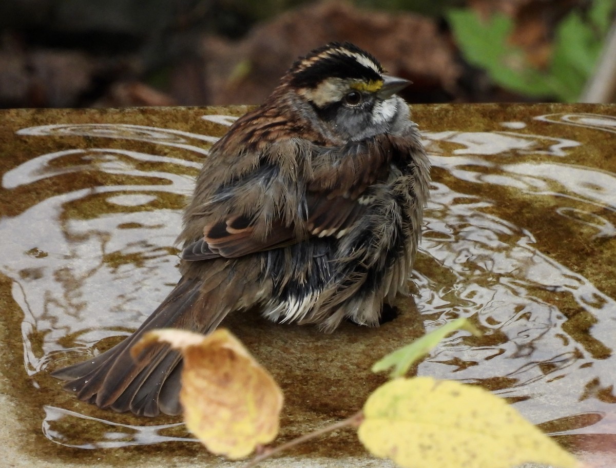 White-throated Sparrow - ML643308892