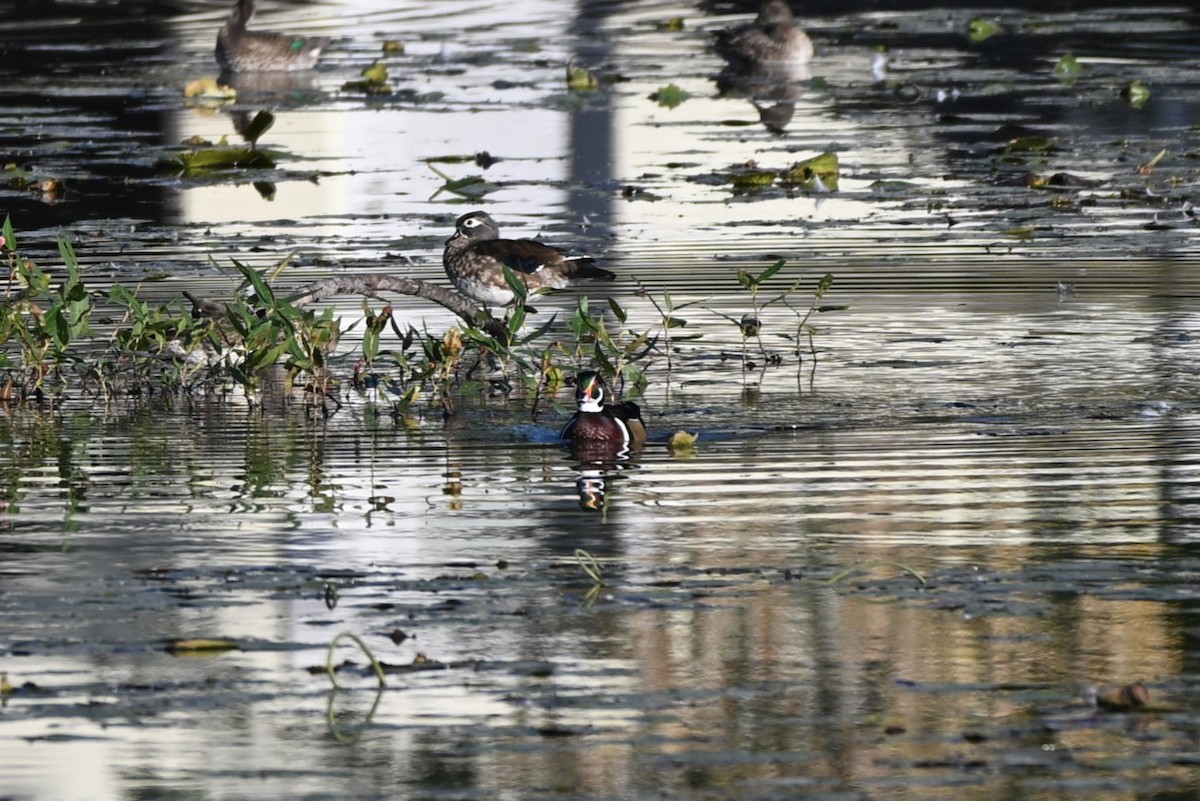 Wood Duck - ML643308893