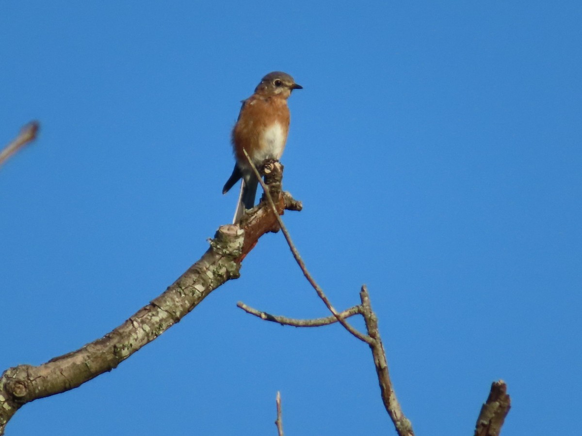 Eastern Bluebird - ML643308894