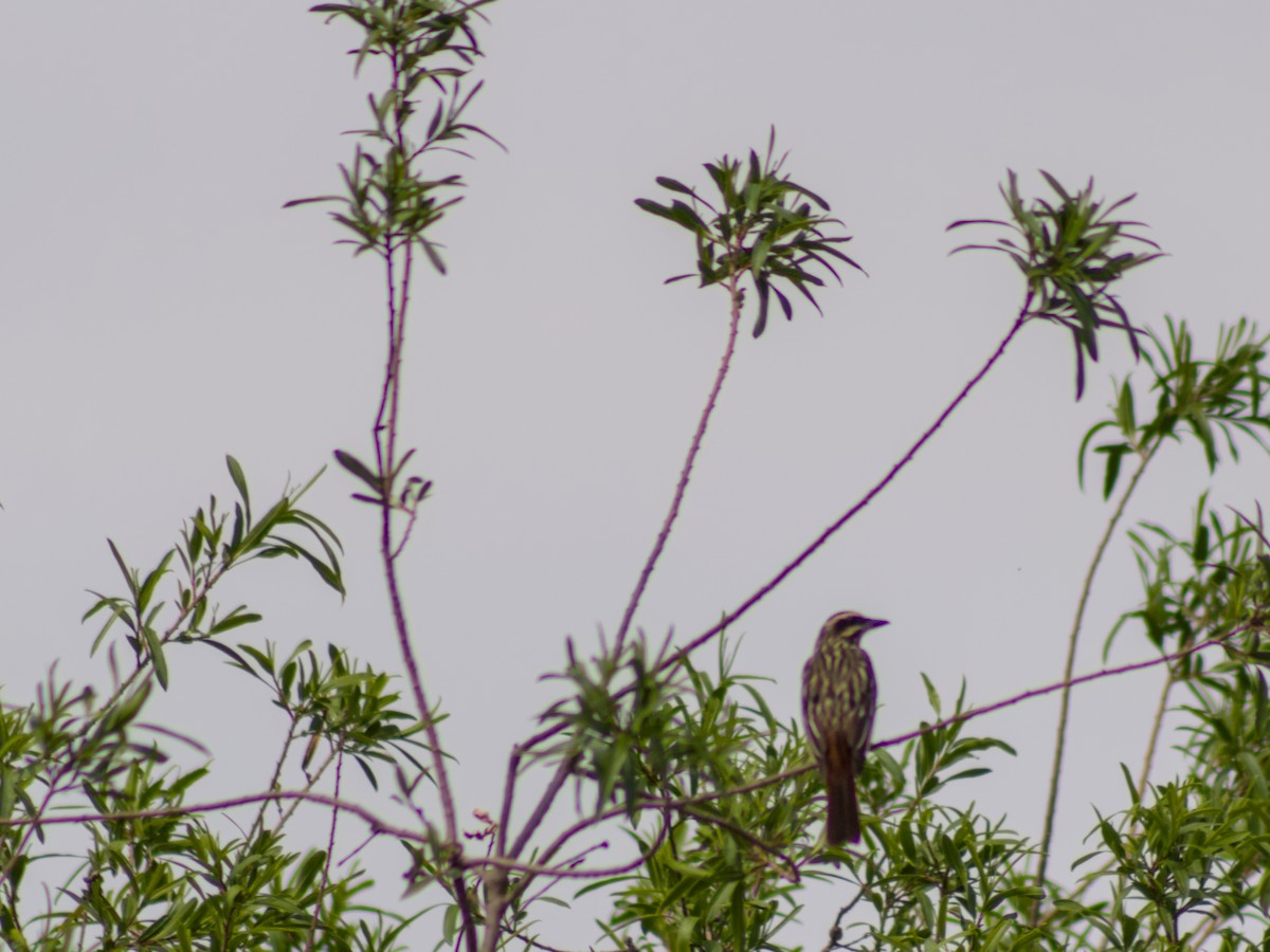 Streaked Flycatcher - ML643308895