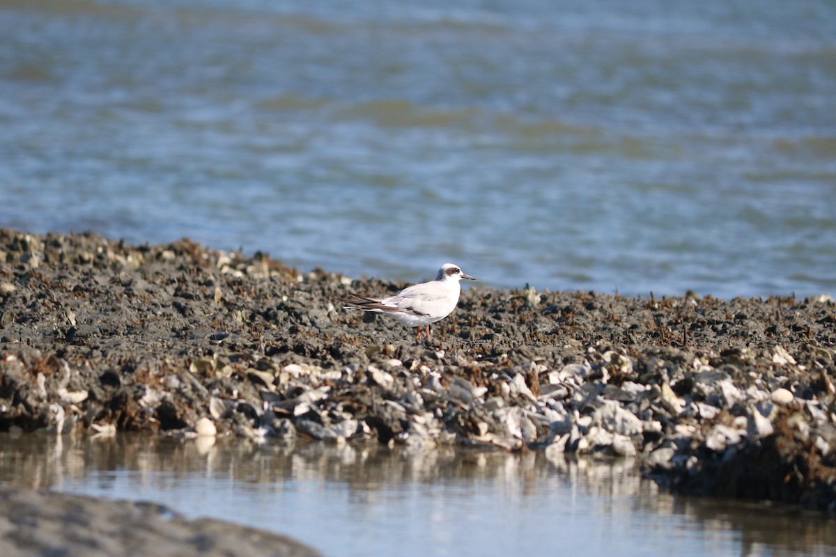 Forster's Tern - ML643308896