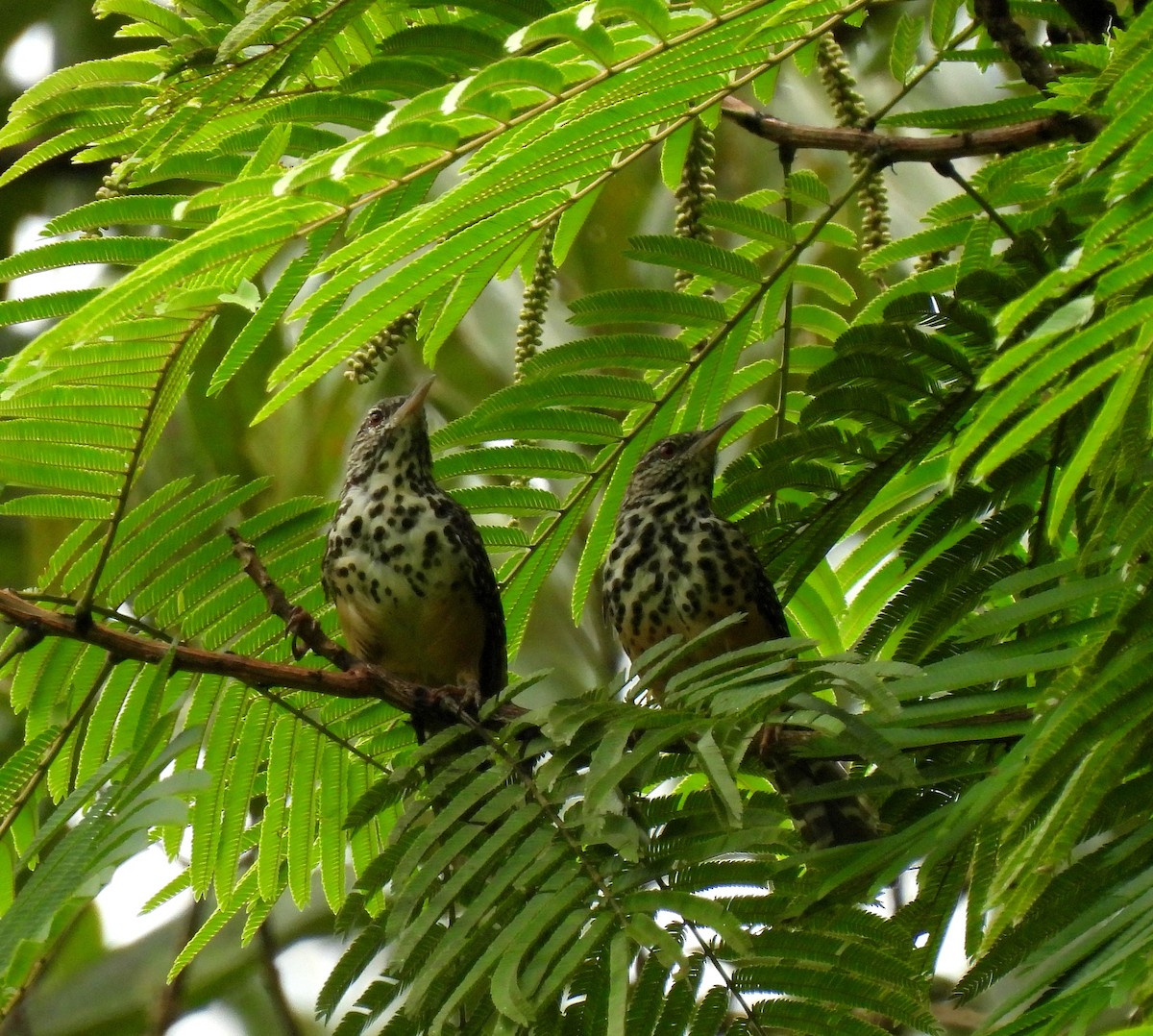 Band-backed Wren - ML643308899