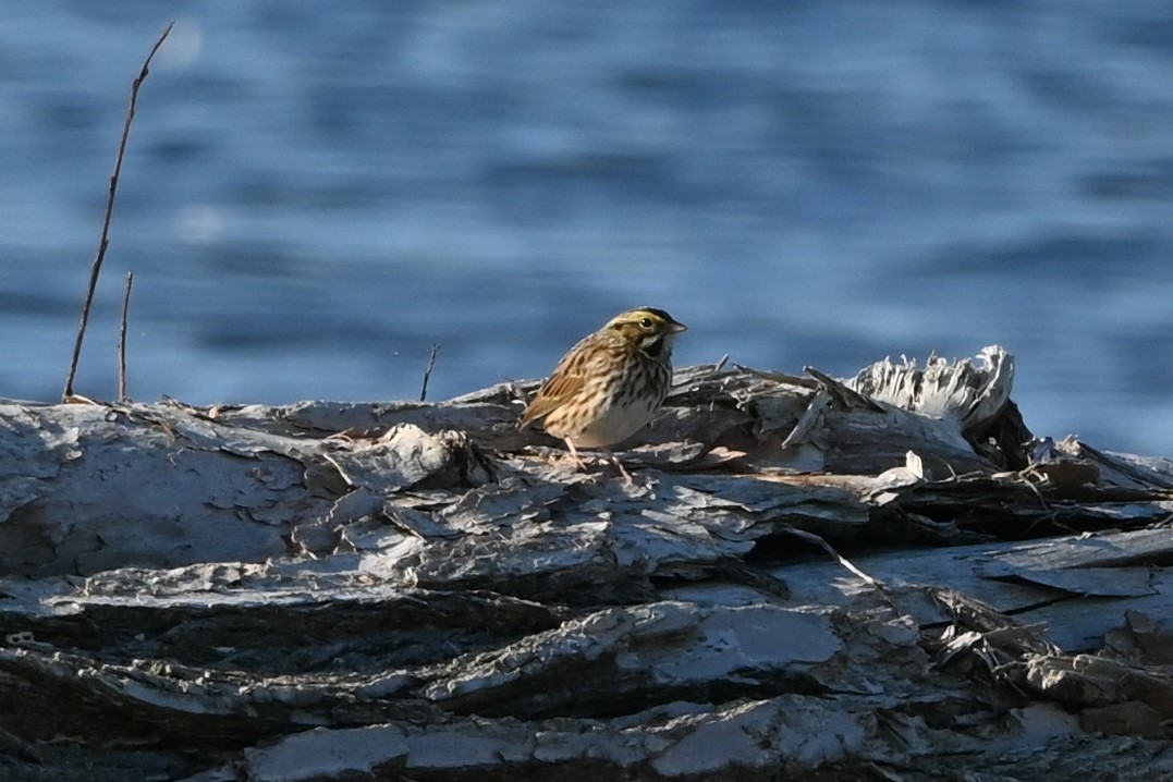 Savannah Sparrow - ML643308900