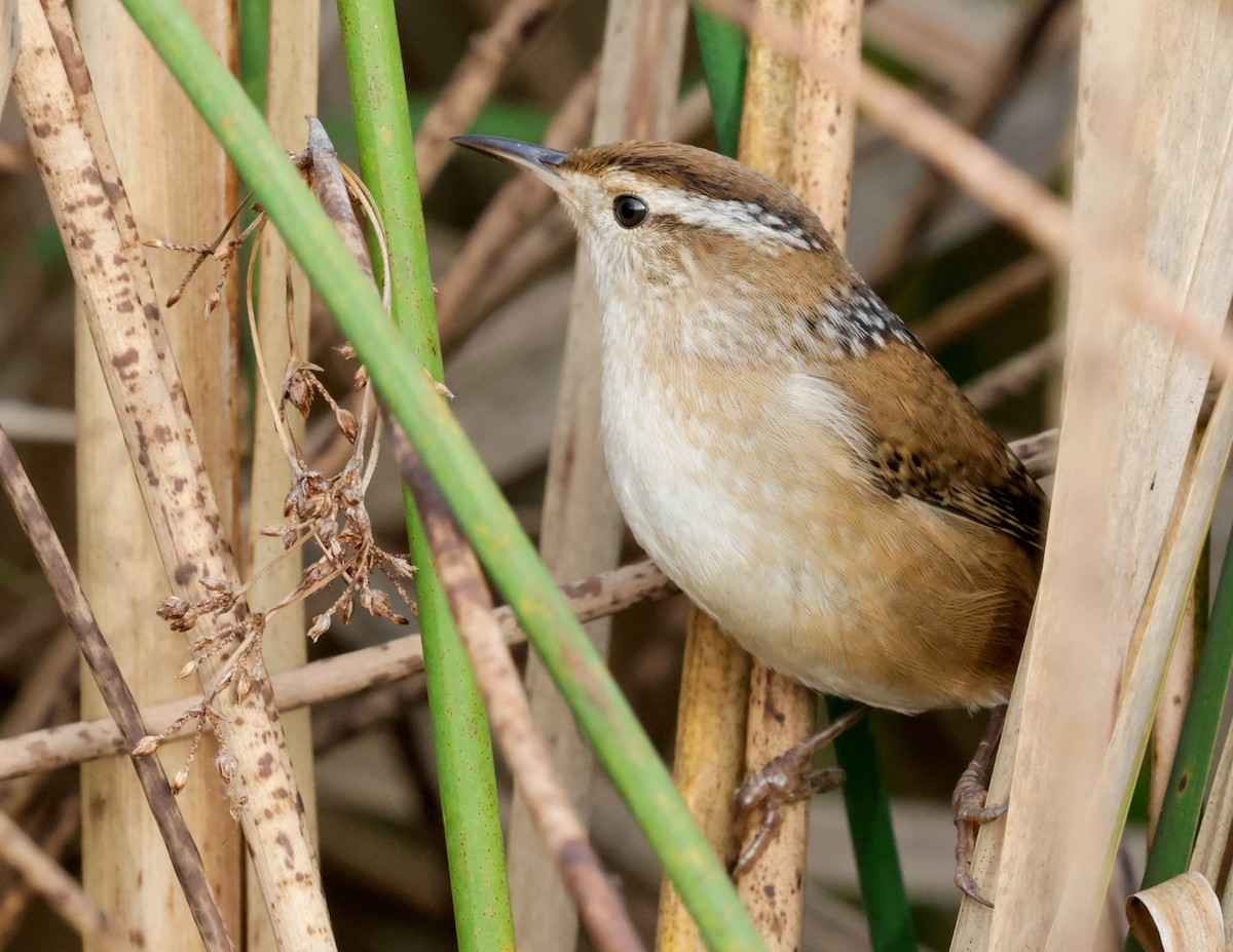 Marsh Wren - ML643308901