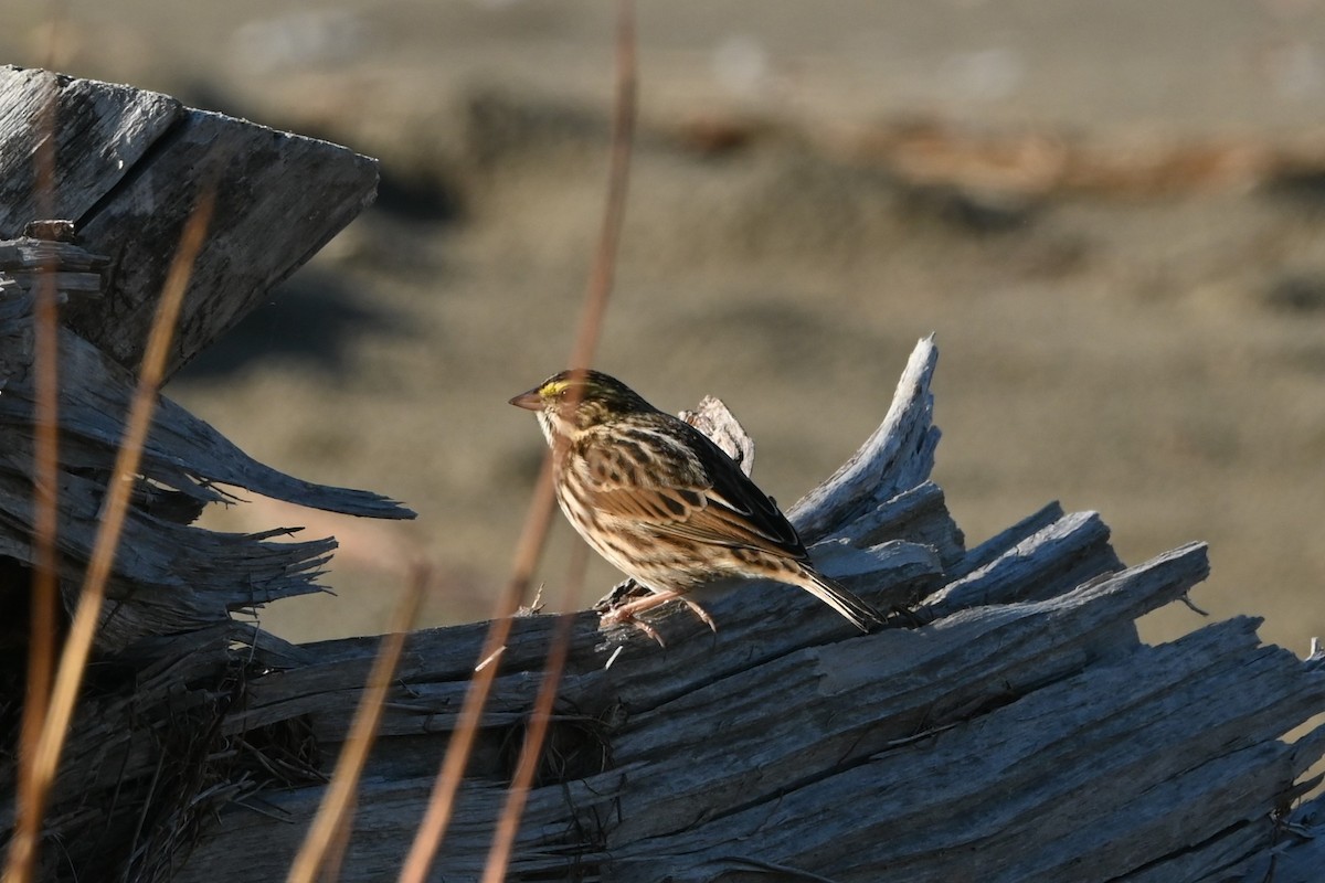 Savannah Sparrow - ML643308902