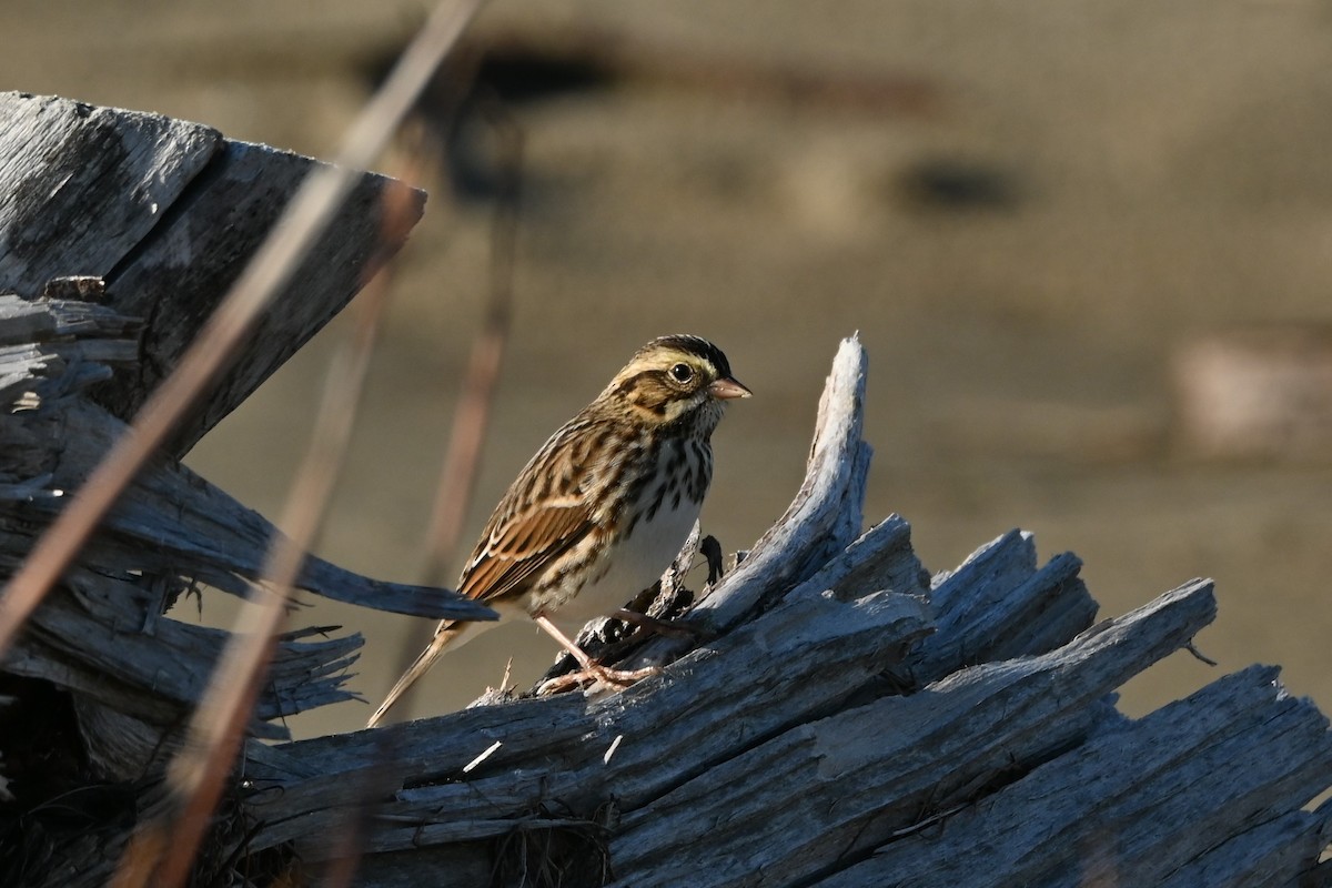 Savannah Sparrow - ML643308903