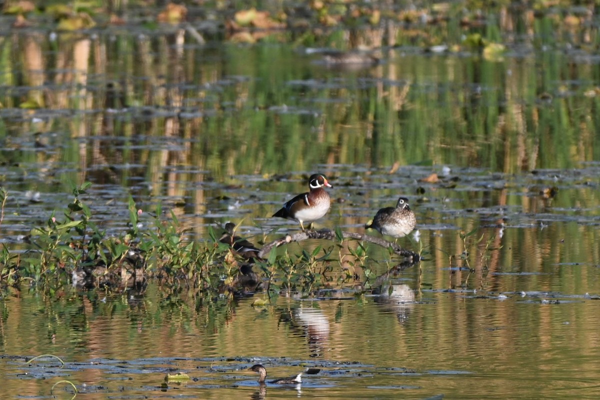 Wood Duck - ML643308904