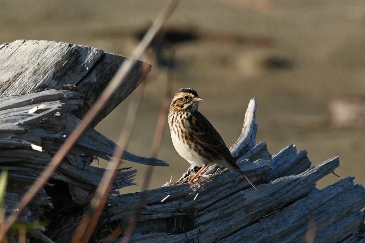 Savannah Sparrow - ML643308905
