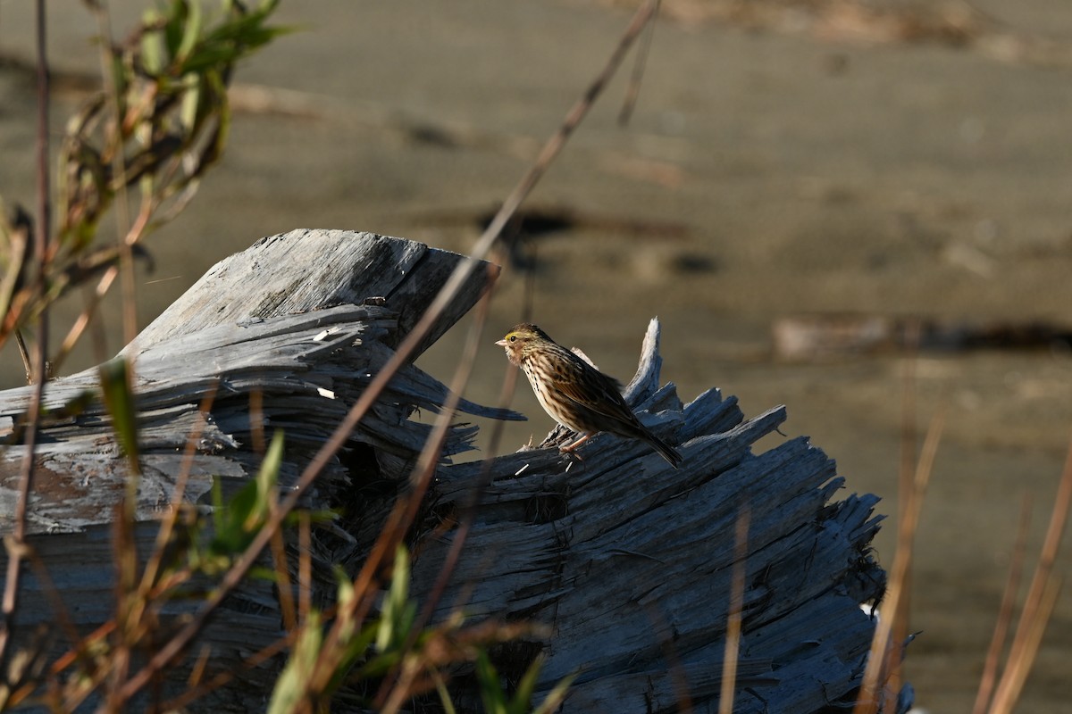Savannah Sparrow - ML643308907