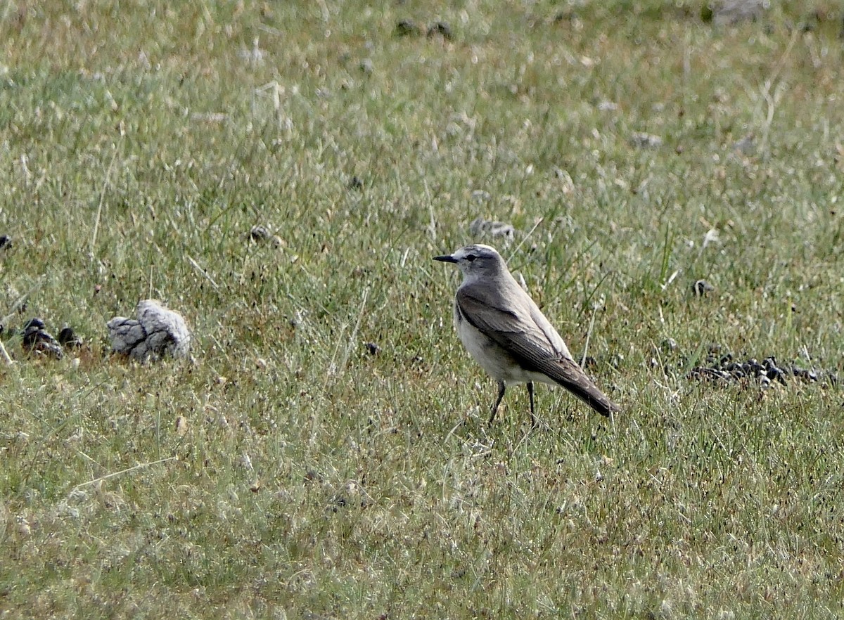 Ochre-naped Ground-Tyrant - ML643308908