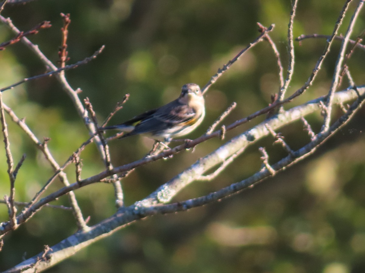 Yellow-rumped Warbler - ML643308911