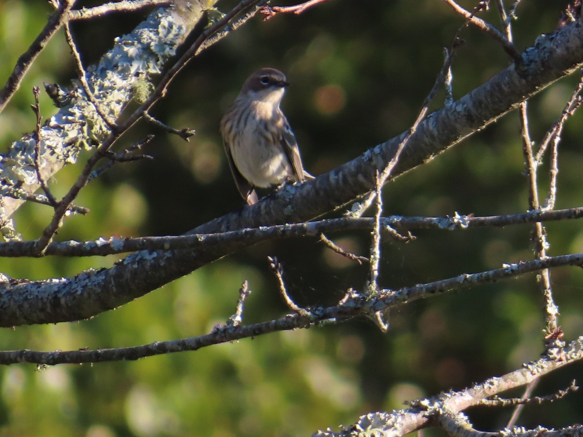 Yellow-rumped Warbler - ML643308912