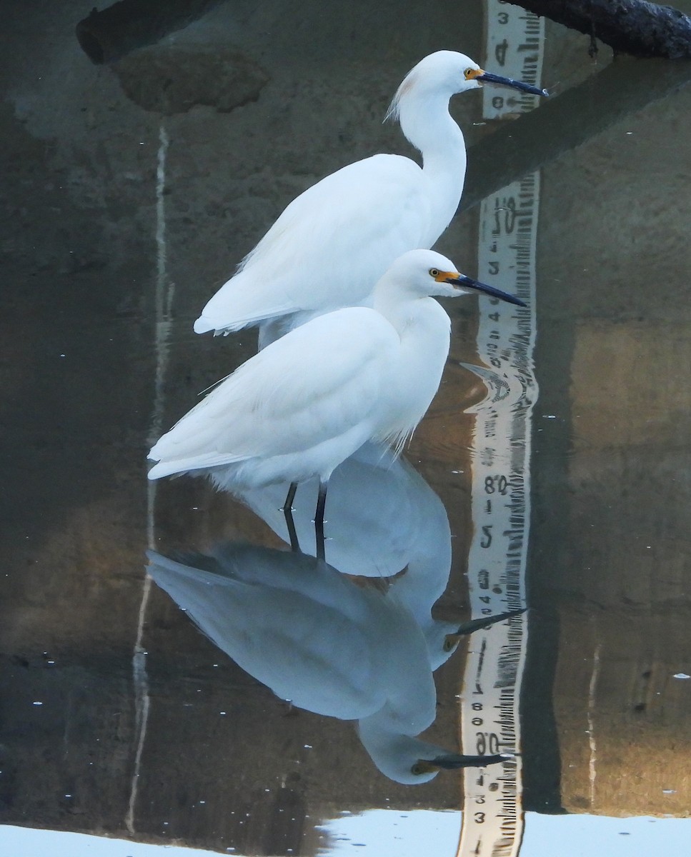 Snowy Egret - ML643308913