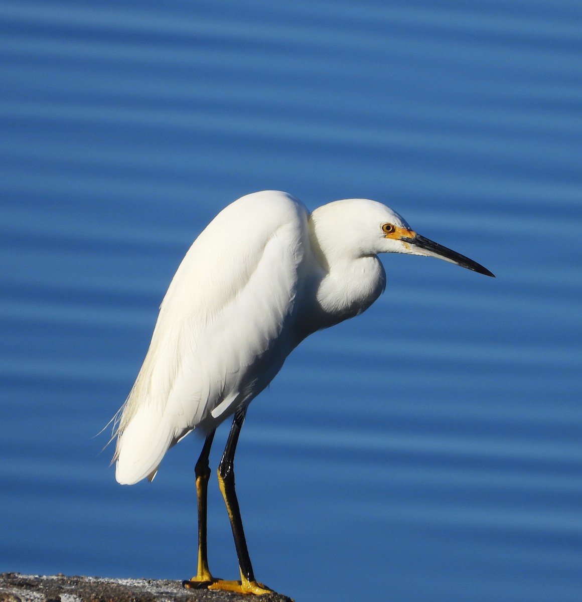Snowy Egret - ML643308914