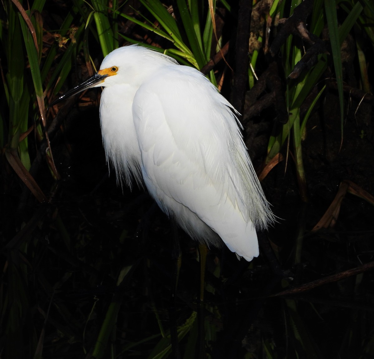 Snowy Egret - ML643308915