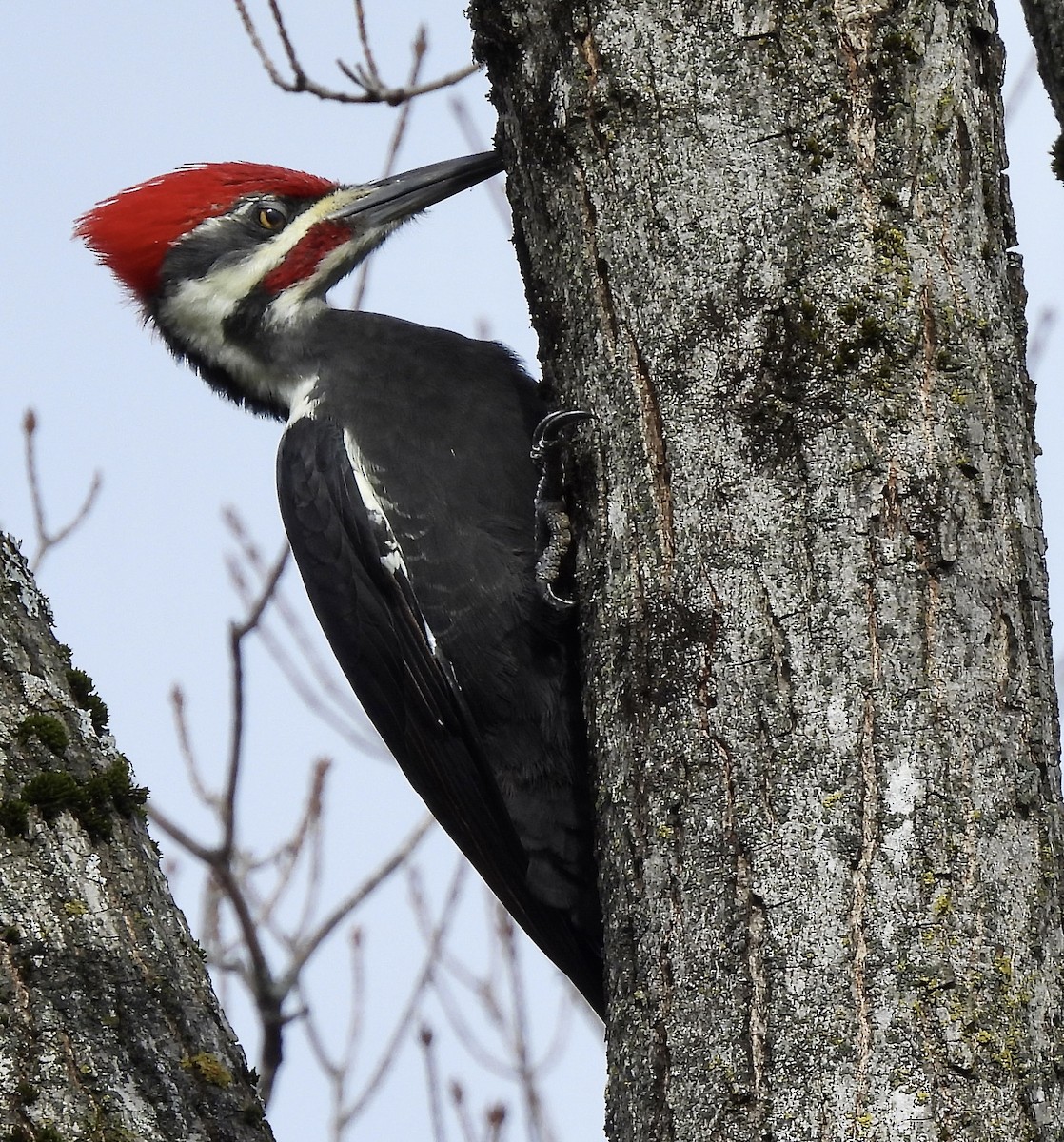 Pileated Woodpecker - ML643308916