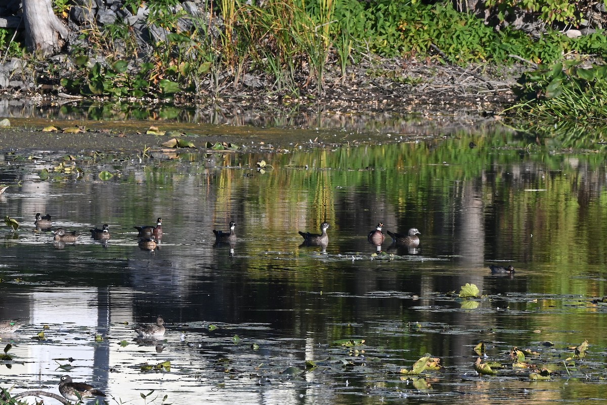 Wood Duck - ML643308917