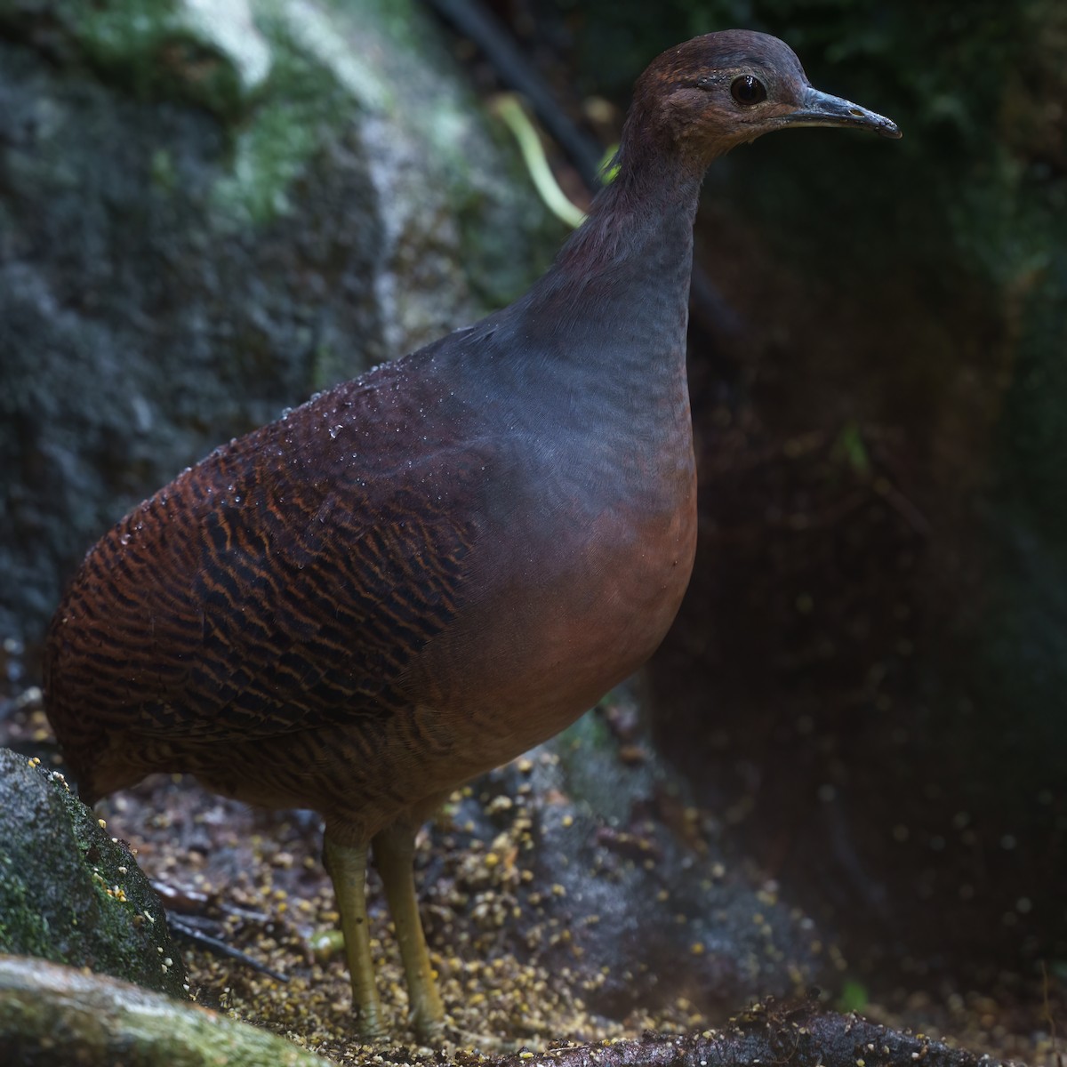 Yellow-legged Tinamou - ML643308918