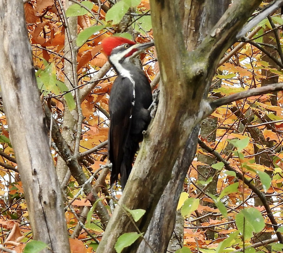 Pileated Woodpecker - ML643308921