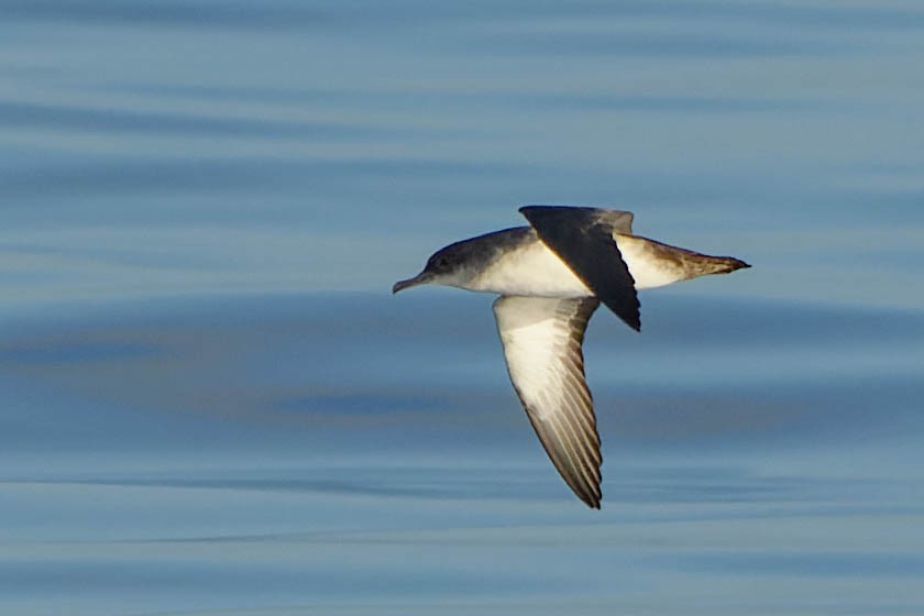 Black-vented Shearwater - ML643308928