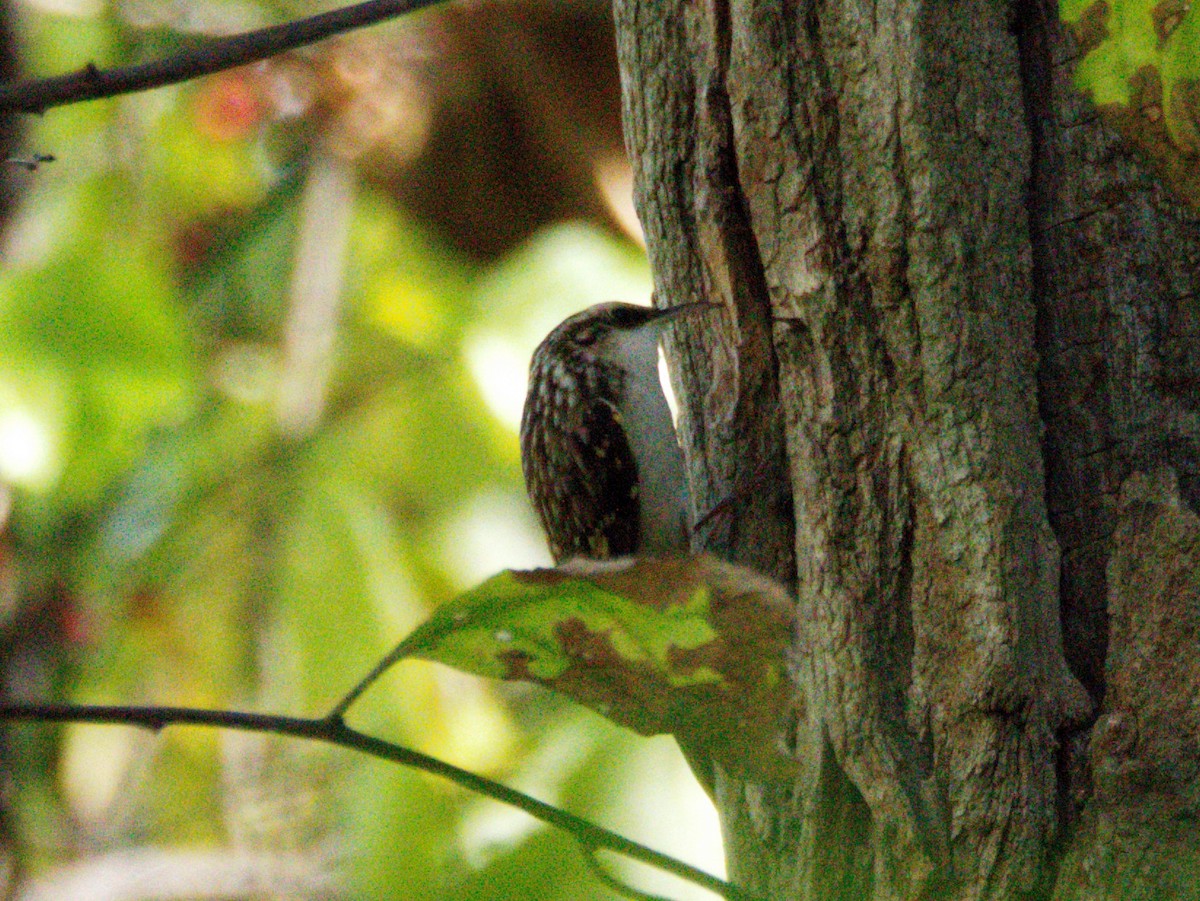 Brown Creeper - ML643308931