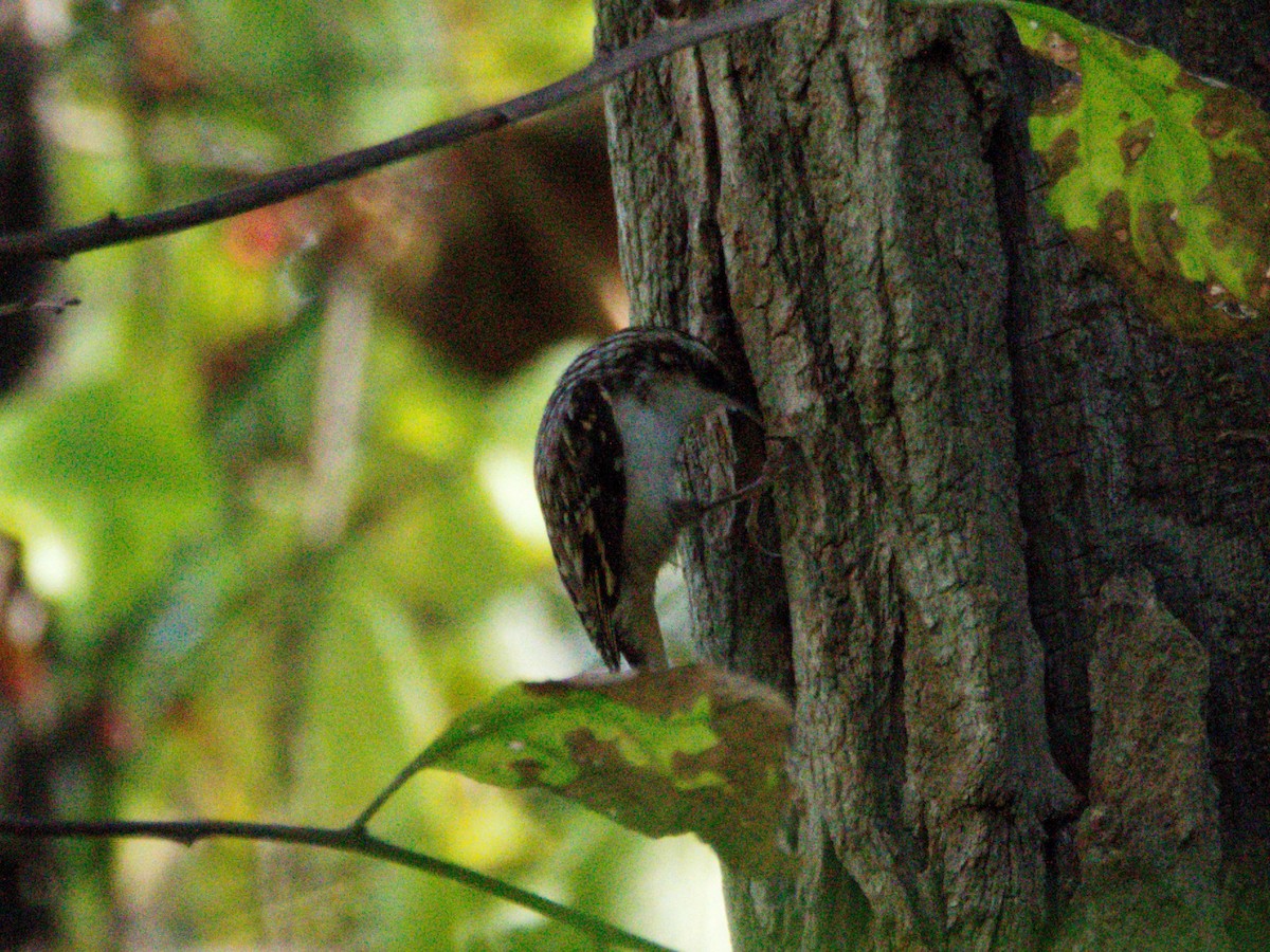 Brown Creeper - ML643308932